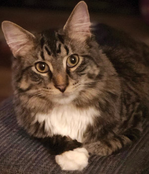 cat photography