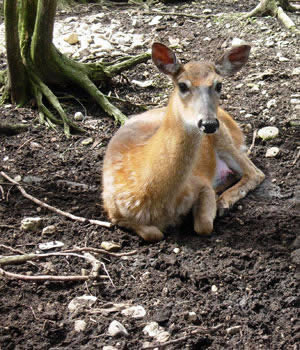 Wisconsin wildlife and nature photography closeup of a deer
